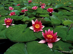 nymphaea_attraction.jpg